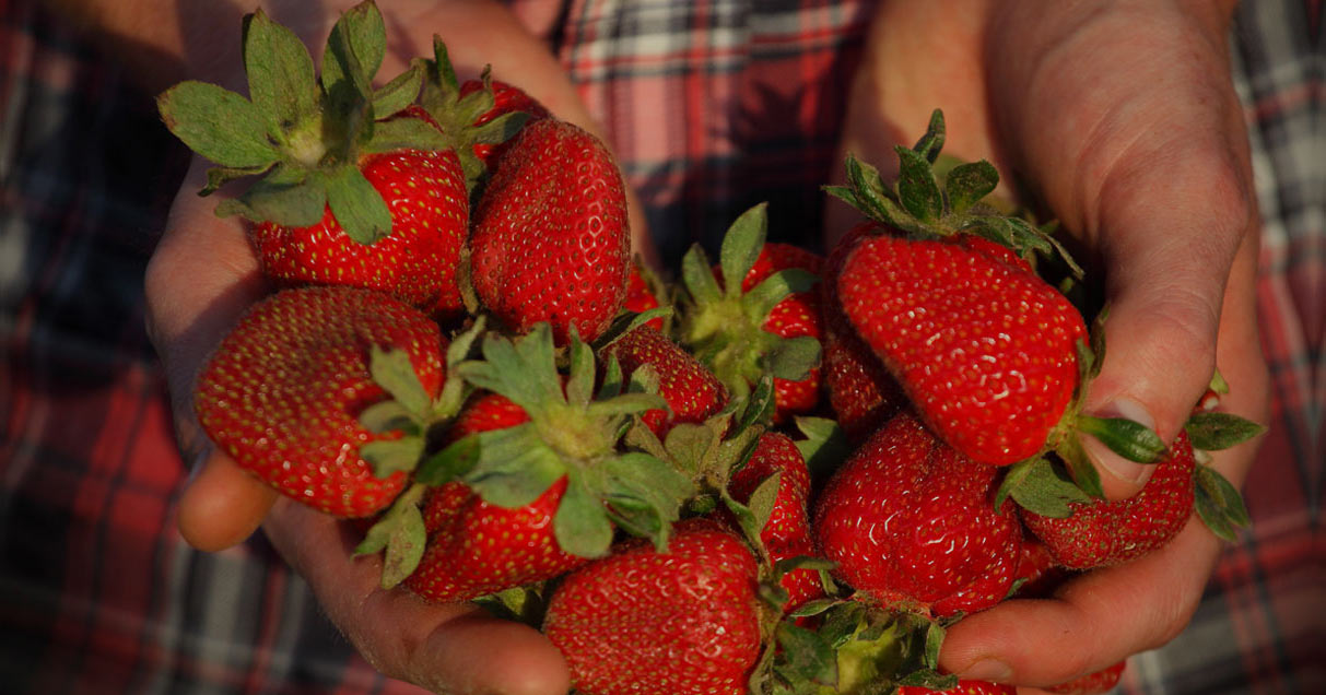Farm Fresh To You eGift Cards